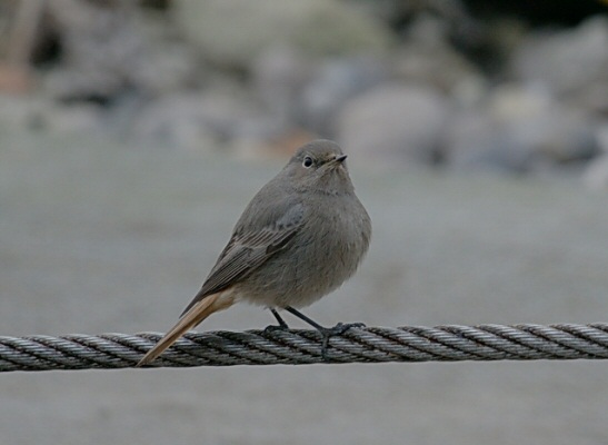 Black Redstart