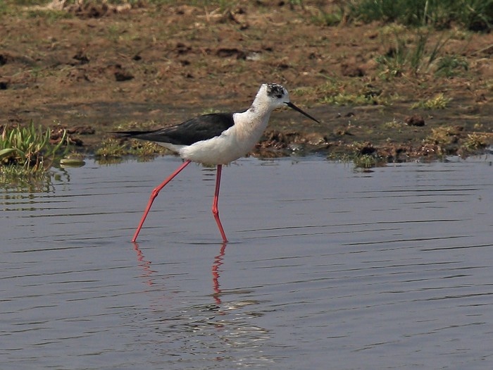 Black-winged Stilt