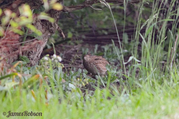 Quail