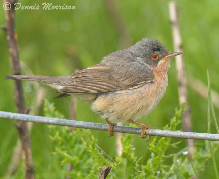 Moltoni's Subalpine Warbler