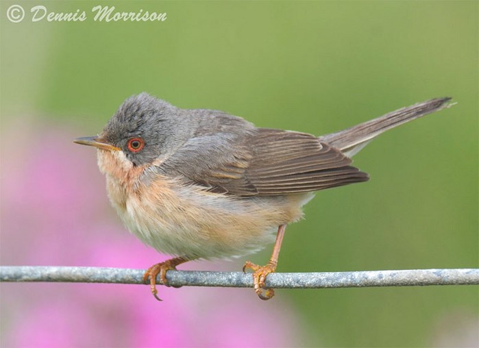 Moltoni's Subalpine Warbler