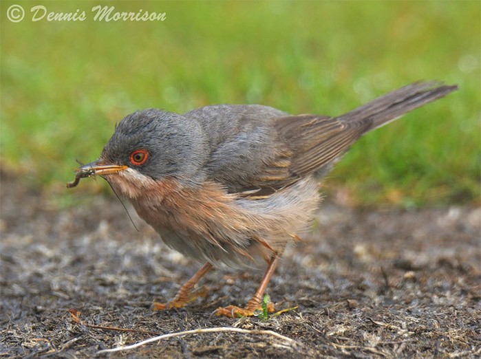 Moltoni's Subalpine Warbler