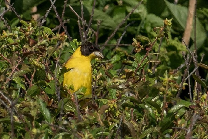 Black-headed Bunting