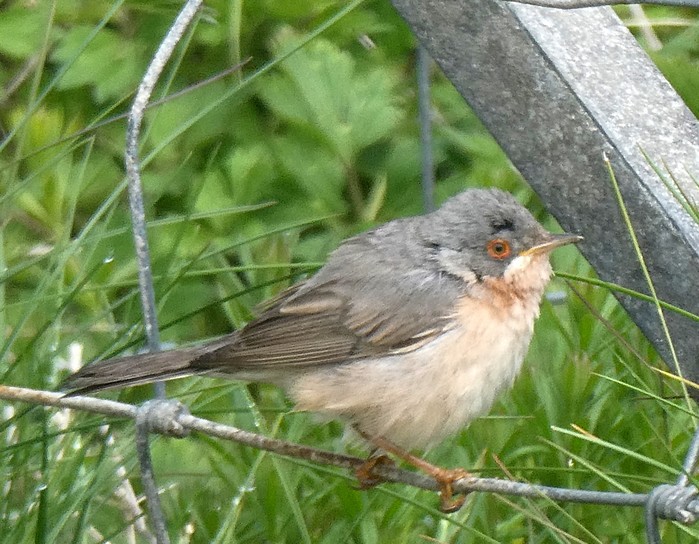 Moltoni's Subalpine Warbler