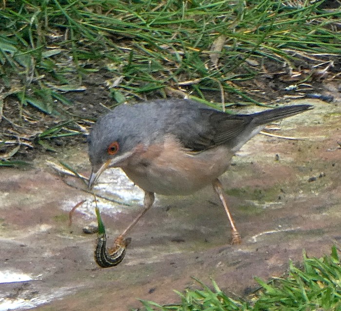 Moltoni's Subalpine Warbler