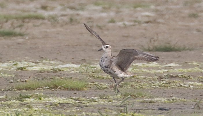 American Golden Plover