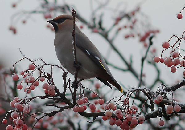 Waxwing