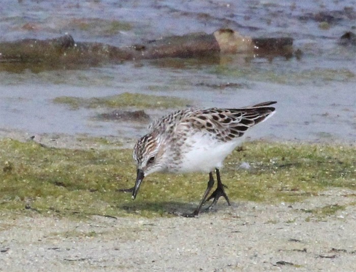 Semipalmated Sandpiper