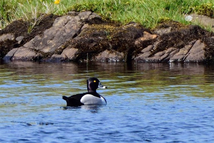 Ring-necked Duck