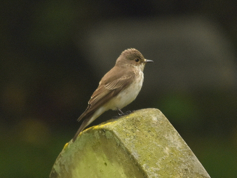 Spotted Flycatcher