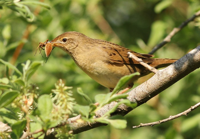 Grasshopper Warbler