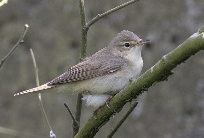 Marsh Warbler