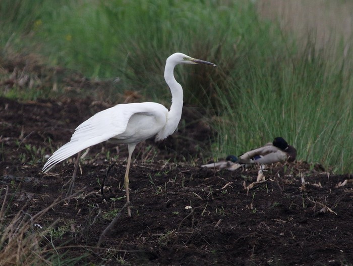 Great White Egret