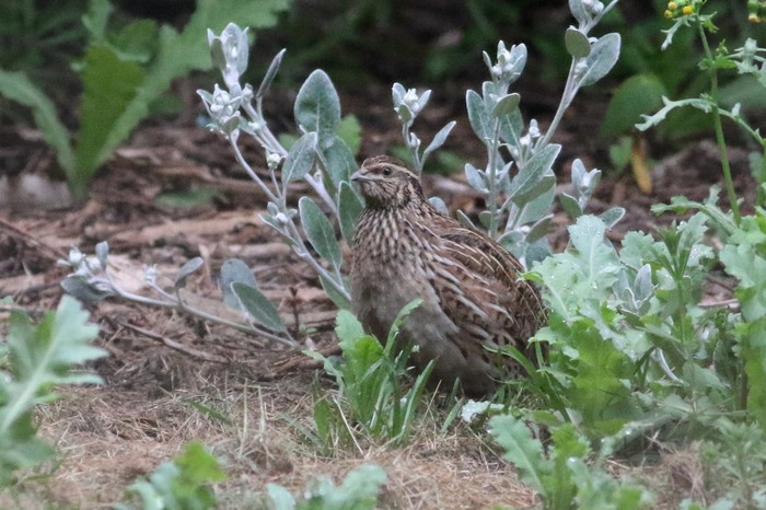 Quail