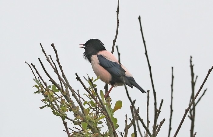 Rose-coloured Starling