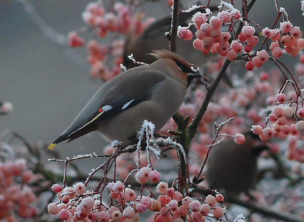 Waxwing