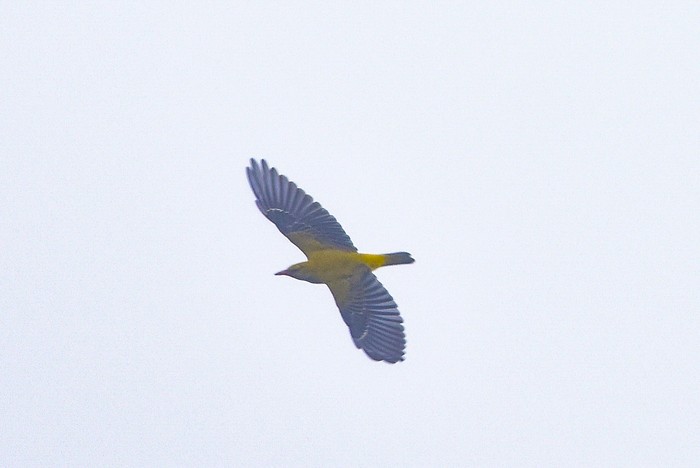 Golden Oriole