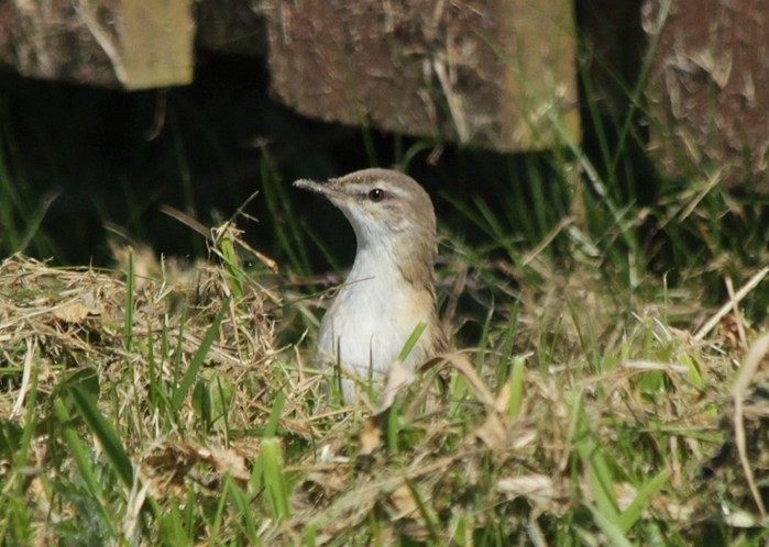 Paddyfield Warbler
