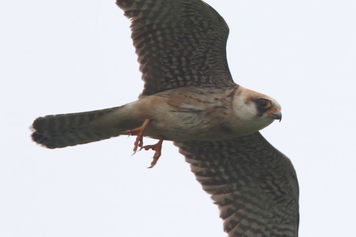 Red-footed Falcon