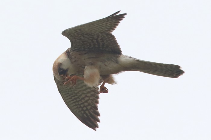 Red-footed Falcon