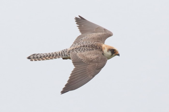 Red-footed Falcon