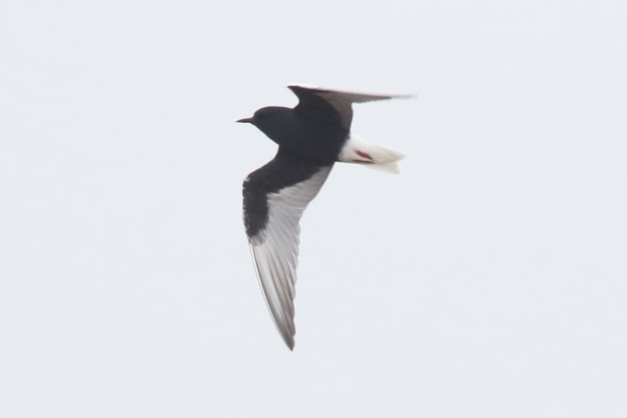 White-winged Black Tern