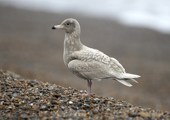 Glaucous Gull