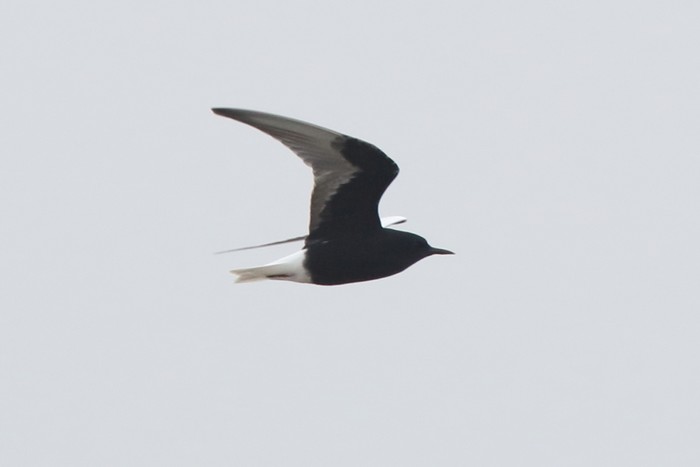 White-winged Black Tern