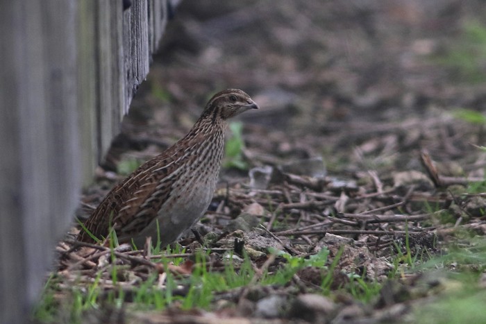 Quail