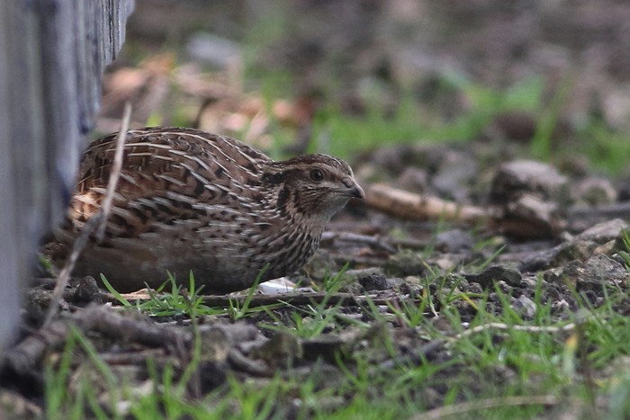 Quail