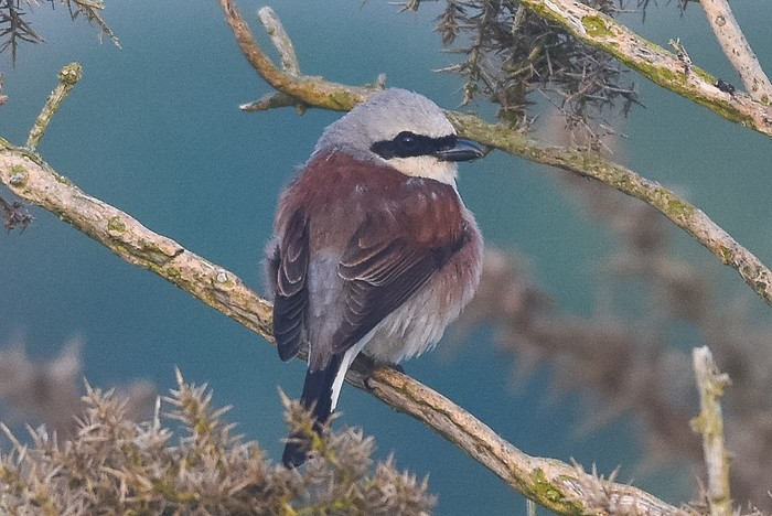 Red-backed Shrike