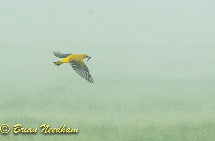 Golden Oriole