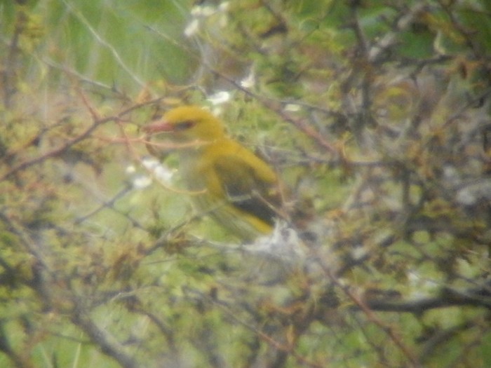Golden Oriole