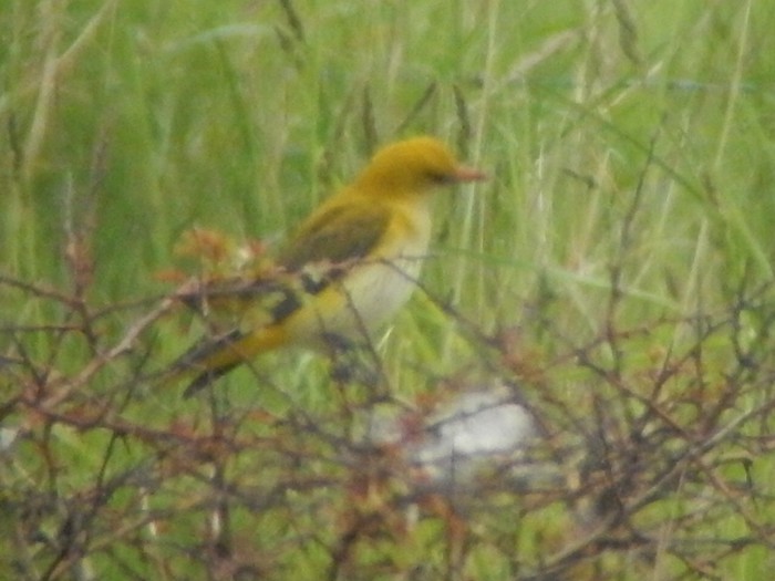 Golden Oriole