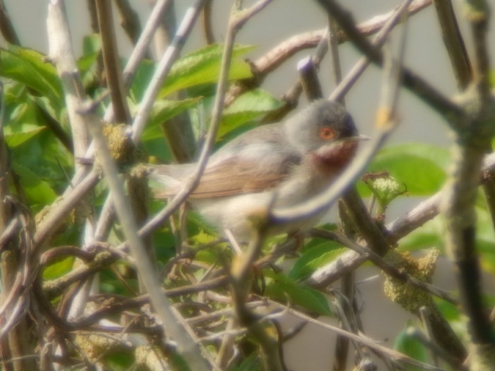 Eastern Subalpine Warbler