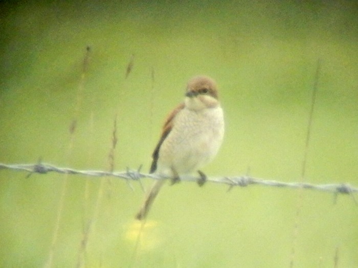 Red-backed Shrike