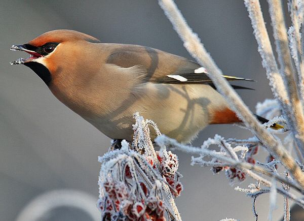 Waxwing