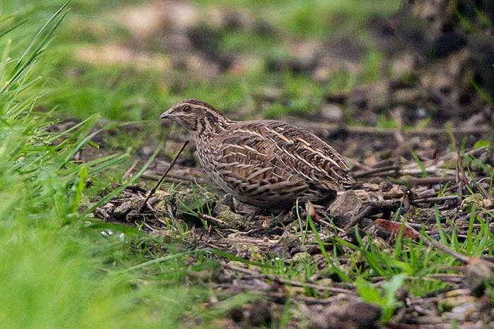 Quail