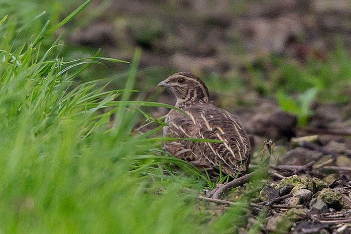 Quail