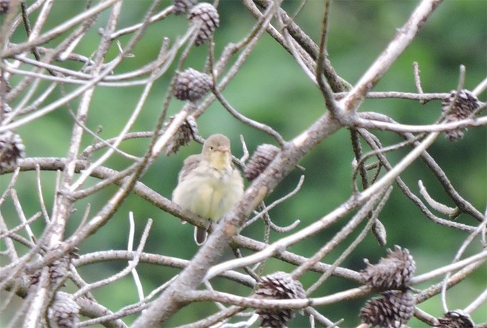 Icterine Warbler