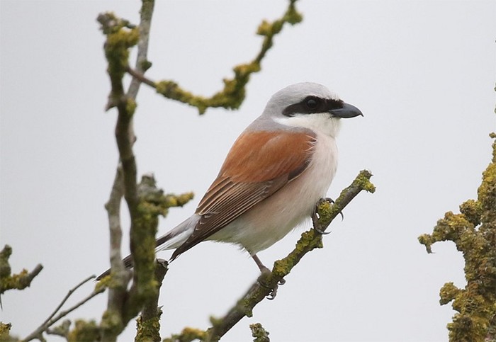 Red-backed Shrike
