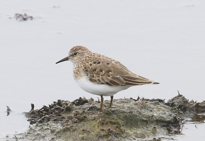 Temminck's Stint