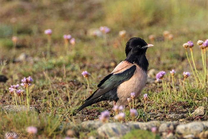 Rose-coloured Starling