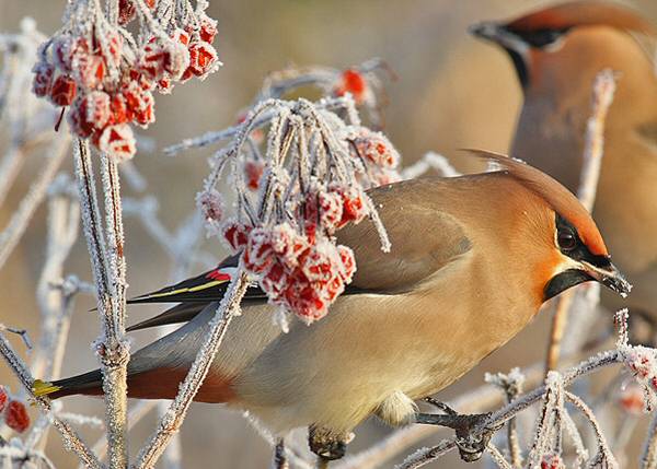 Waxwing