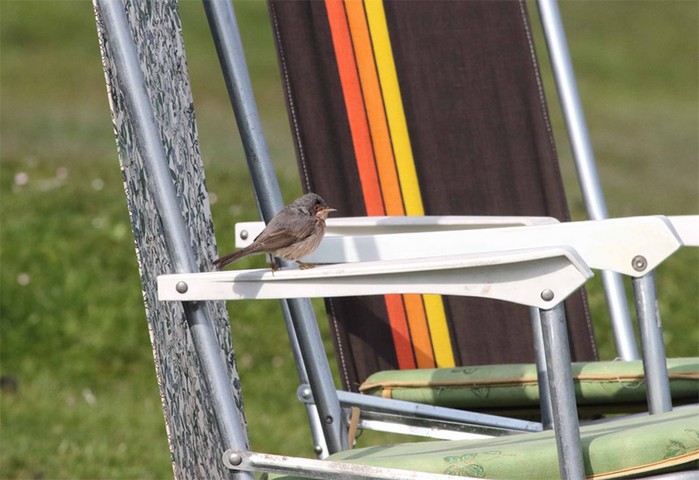 Moltoni's Subalpine Warbler