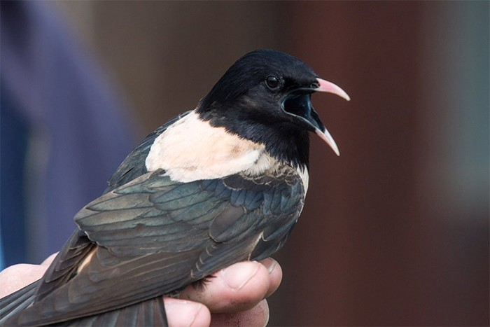 Rose-coloured Starling