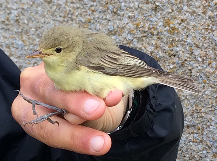 Icterine Warbler