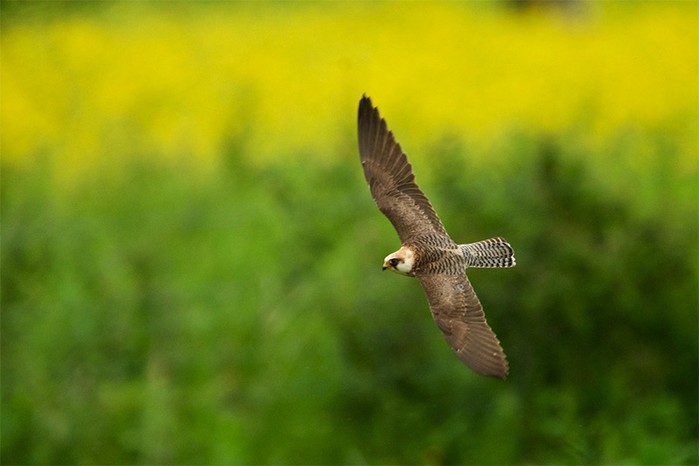 red-footed falcon