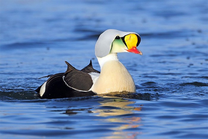 King Eider