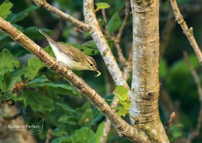 Greenish Warbler